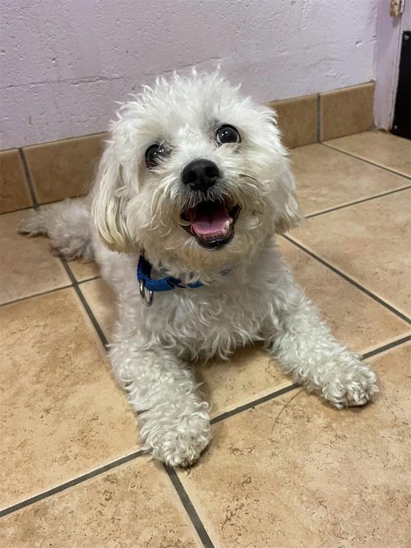 Christopher, Adoptable, Senior Male Maltese & Shih Tzu.