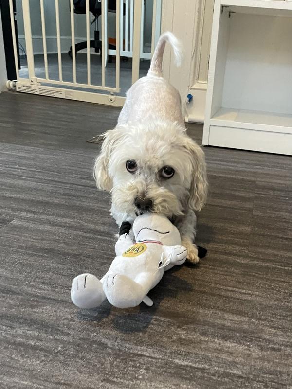 Christopher, a Adoptable mixed breed image 2/6