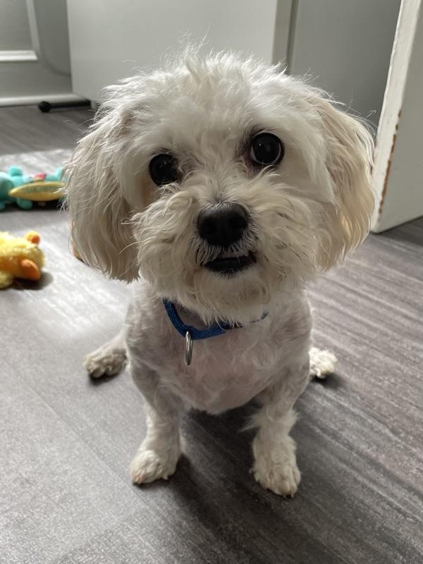 Christopher, a Adoptable mixed breed image 4/6