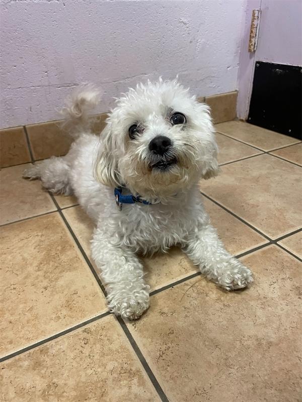 Enlarge Christopher, a Adoptable mixed breed in Oakland, NJ image 3/6