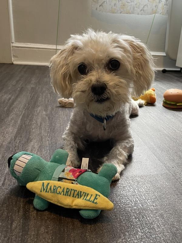 Christopher, a Adoptable mixed breed image 5/6