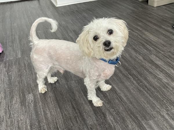 Christopher, a Adoptable mixed breed image 6/6