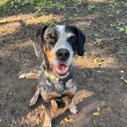 Enlarge River!!, a ADOPTABLE mixed breed in Leon, KS image 1/2