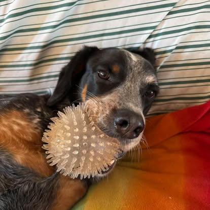 Enlarge River!!, a ADOPTABLE mixed breed in Leon, KS image 2/2