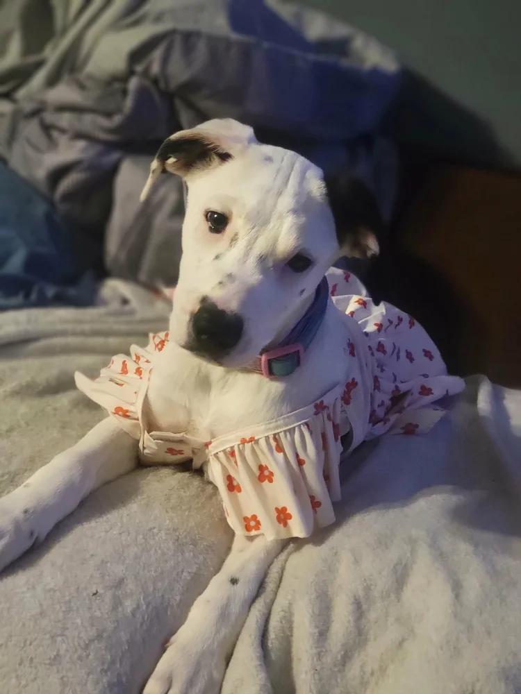 Enlarge Megan - FOSTER NEEDED, a Adoptable mixed breed in Minneapolis, MN image 1/6