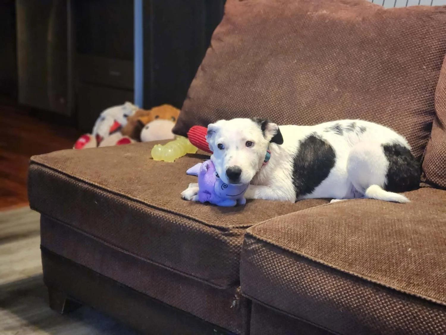 Enlarge Megan - FOSTER NEEDED, a Adoptable mixed breed in Minneapolis, MN image 5/6