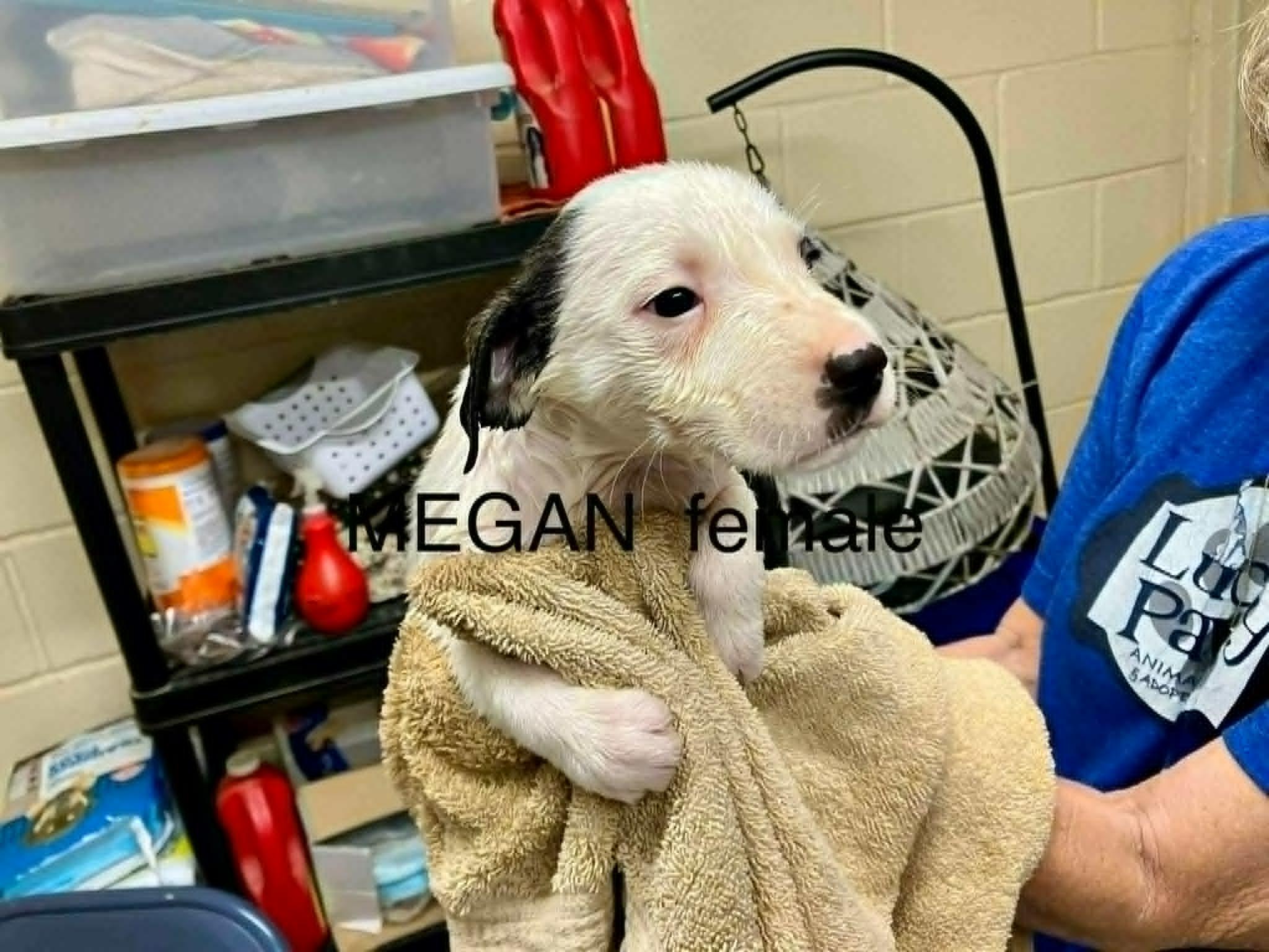 Enlarge Megan - FOSTER NEEDED, a Adoptable mixed breed in Minneapolis, MN image 2/6