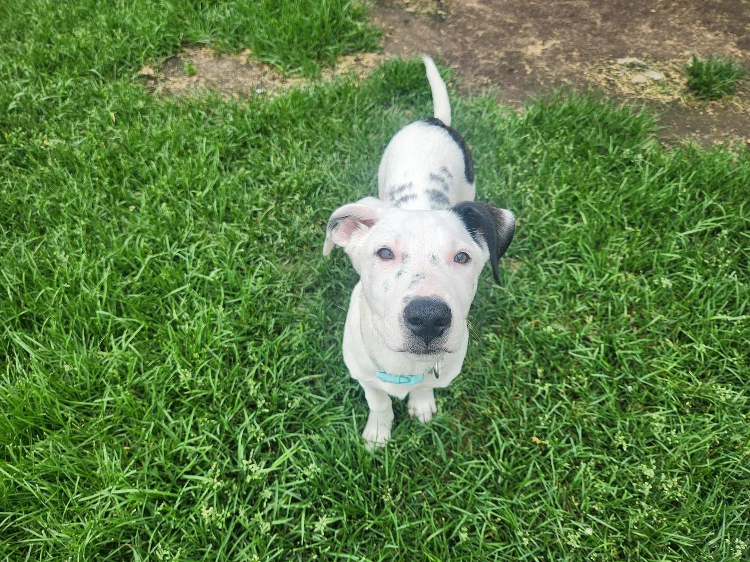 Enlarge Megan - FOSTER NEEDED, a Adoptable mixed breed in Minneapolis, MN image 3/6
