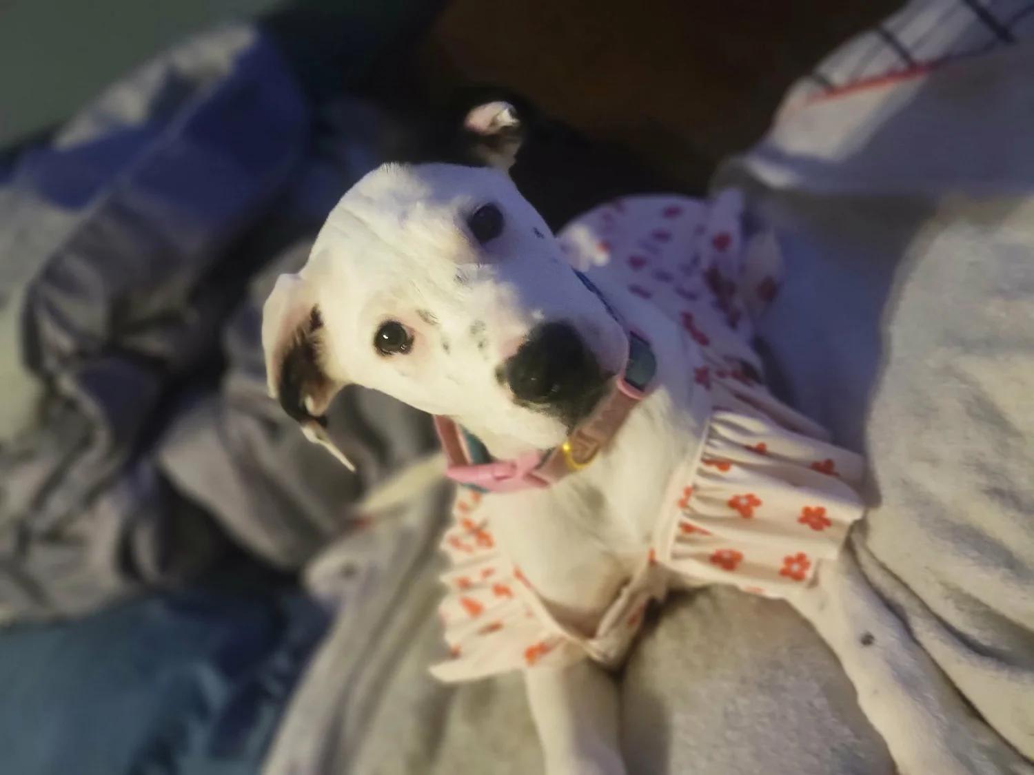 Enlarge Megan - FOSTER NEEDED, a Adoptable mixed breed in Minneapolis, MN image 6/6