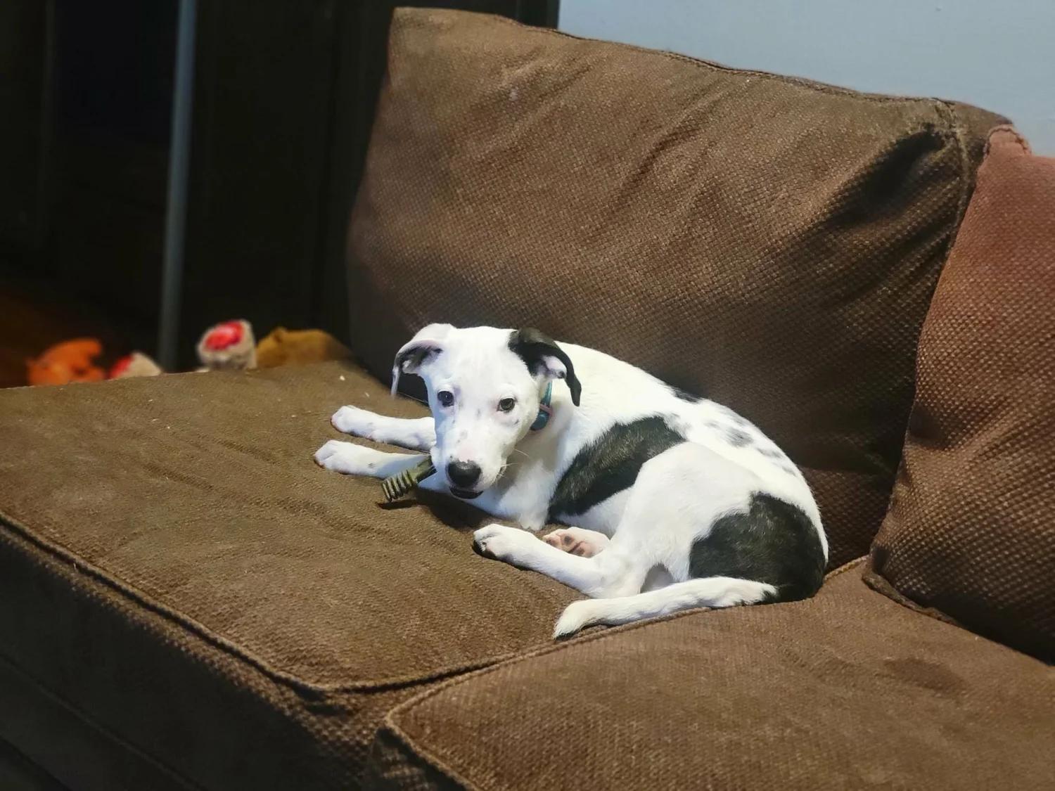 Enlarge Megan - FOSTER NEEDED, a Adoptable mixed breed in Minneapolis, MN image 4/6