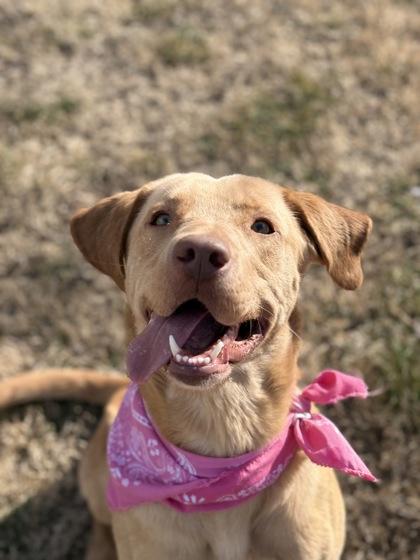Buddy boy, Adoptable, Adult Male Labrador Retriever & Mixed Breed.