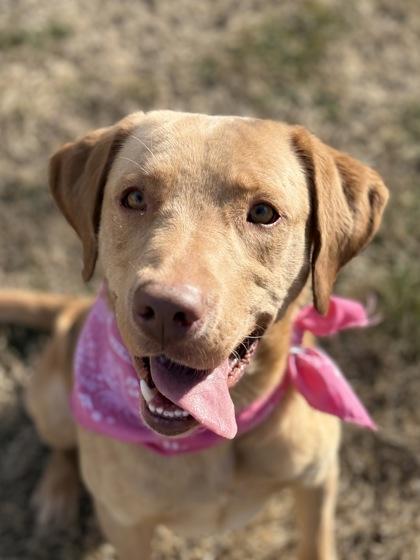 Buddy boy, a Adoptable mixed breed in Bartlesville, OK image 3/3