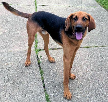PLEASE HELP Edgar (KY), an adopted Bloodhound in Leawood, KS image 4/4