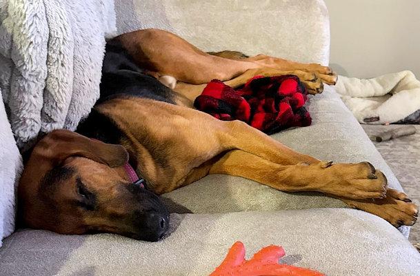 PLEASE HELP Edgar (KY), an adopted Bloodhound in Leawood, KS image 2/4