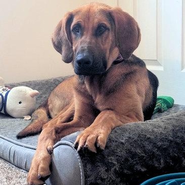 PLEASE HELP Edgar (KY), an adopted Bloodhound in Leawood, KS image 1/4
