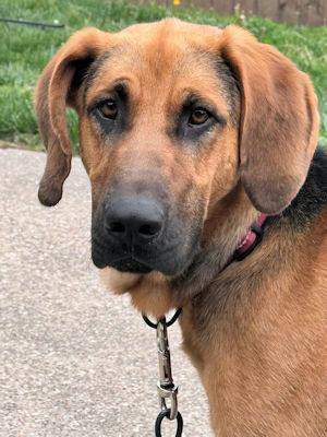 PLEASE HELP Edgar (KY), an adopted Bloodhound in Leawood, KS image 3/4