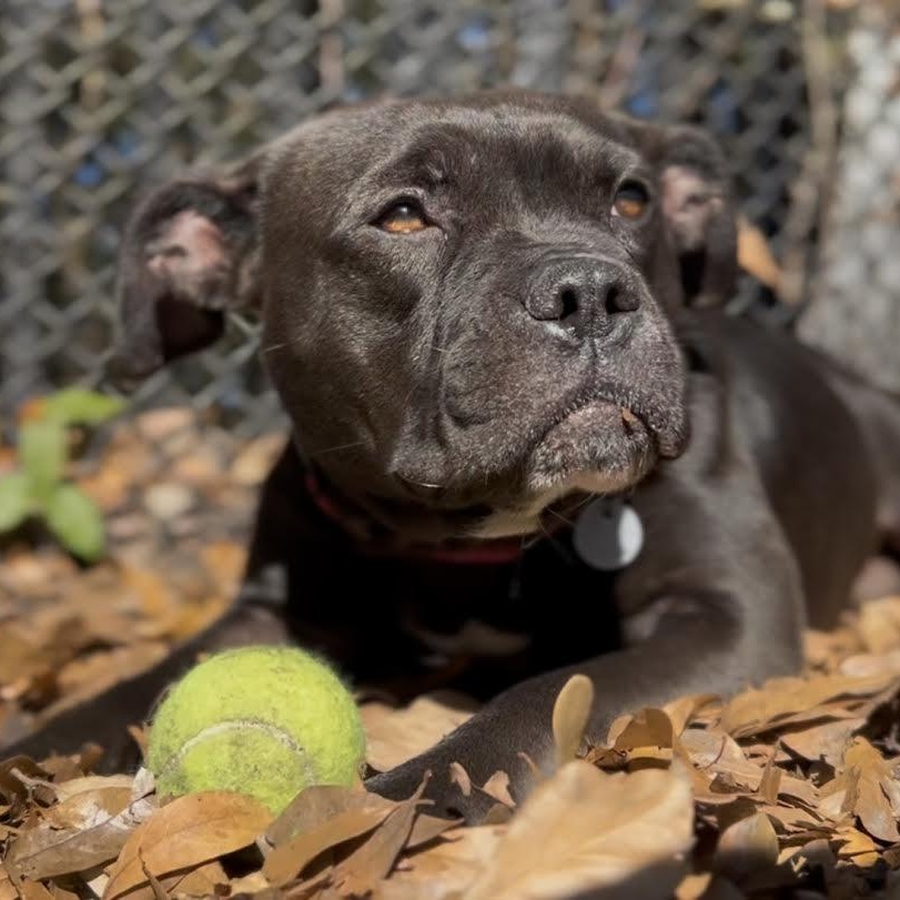 Granola , an adoptable Mixed Breed in Charleston, SC image 3/6