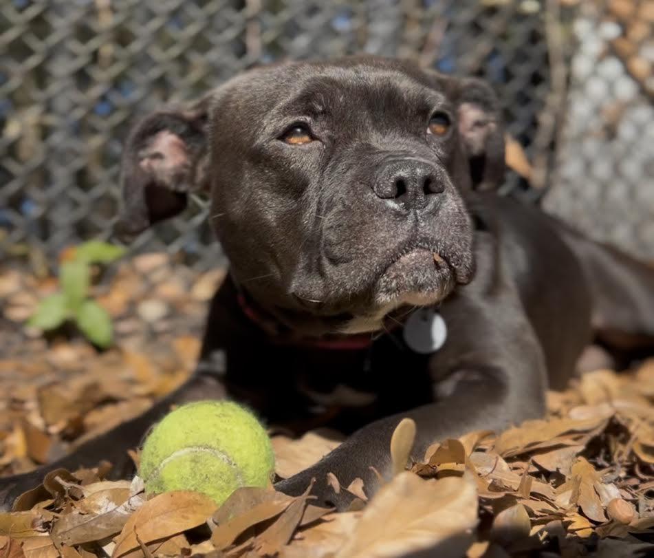 Enlarge Granola (In Foster Care), a ADOPTABLE mixed breed in Charleston, SC image 2/5