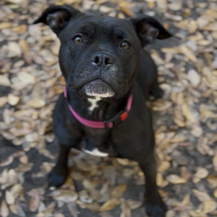 Granola , an adoptable Mixed Breed in Charleston, SC image 6/6