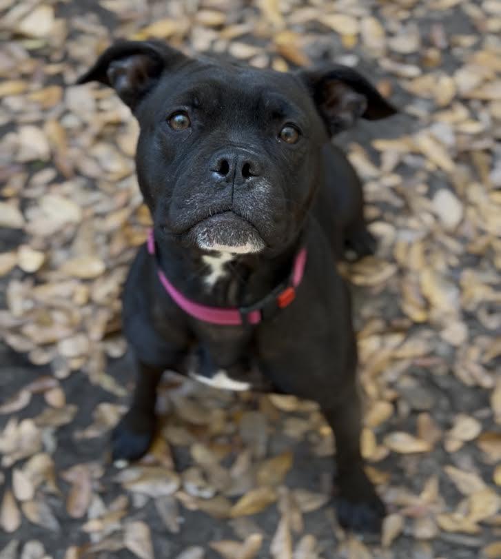 Enlarge Granola (In Foster Care), a ADOPTABLE mixed breed in Charleston, SC image 4/5