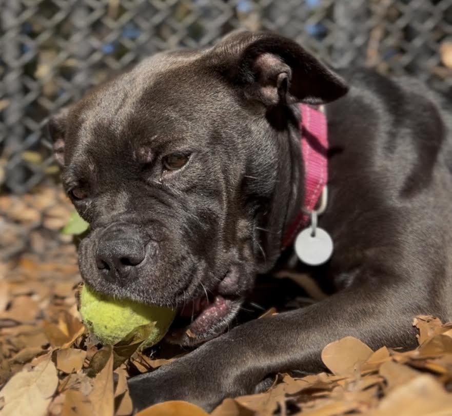 Enlarge Granola (In Foster Care), a ADOPTABLE mixed breed in Charleston, SC image 1/5
