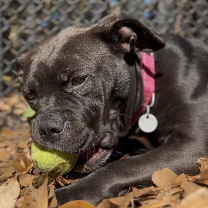 Granola , an adoptable Mixed Breed in Charleston, SC image 2/6