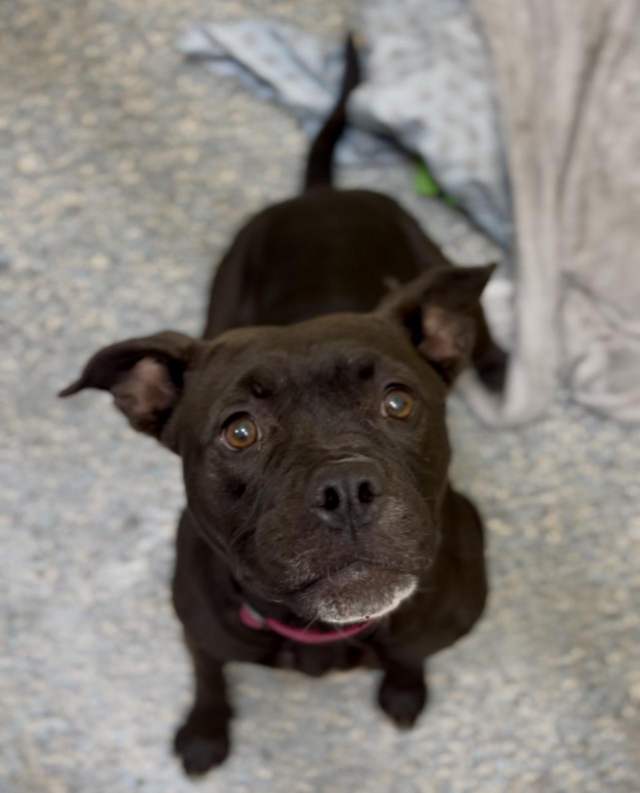 Enlarge Granola (In Foster Care), a ADOPTABLE mixed breed in Charleston, SC image 3/5