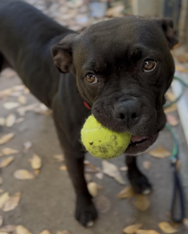 Enlarge Granola (In Foster Care), a ADOPTABLE mixed breed in Charleston, SC image 5/5
