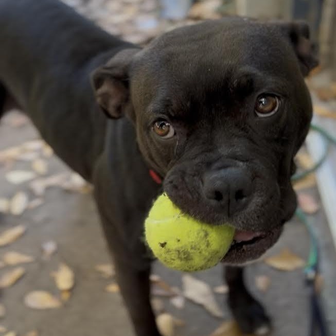 Granola , an adoptable Mixed Breed in Charleston, SC image 4/6