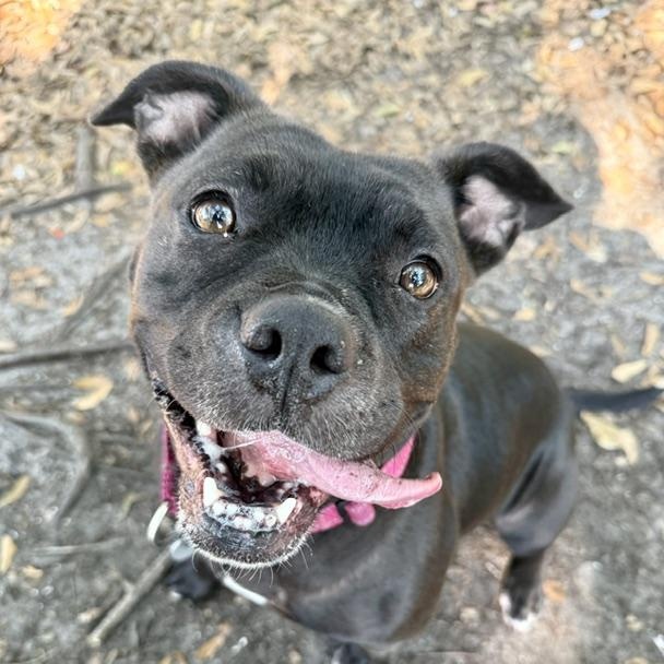 Granola , adoptable, Young Female Mixed Breed.