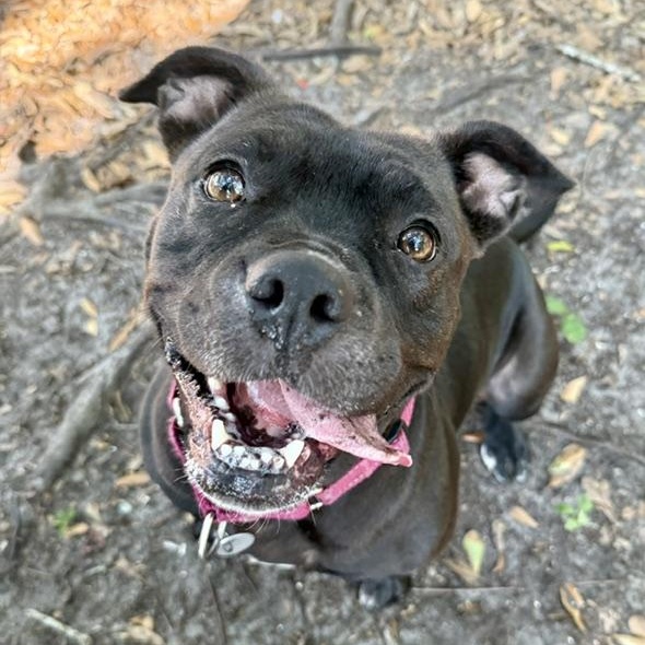 Granola , an adoptable Mixed Breed in Charleston, SC image 5/6