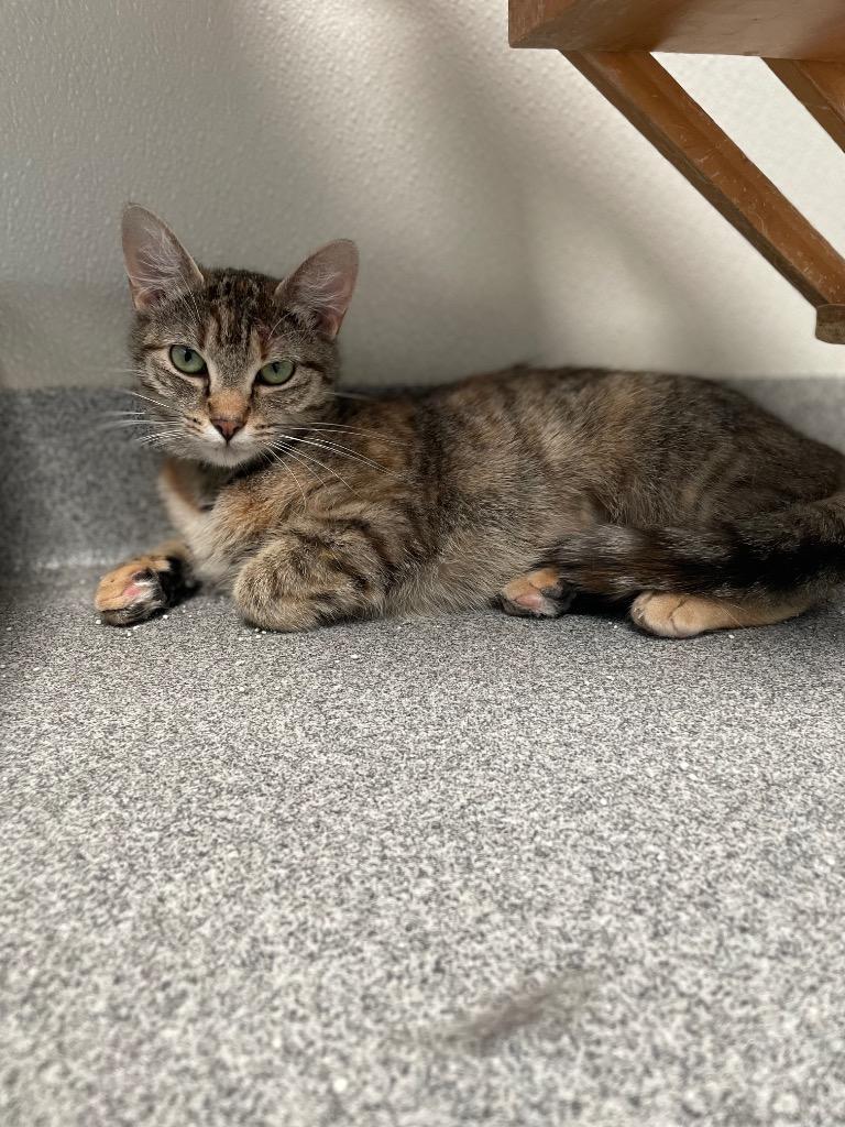 Mrs Throppe, Adoptable, Adult Female Domestic Short Hair.