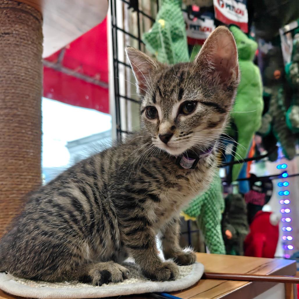 Ashley, a Adoptable Domestic Short Hair in New Orleans, LA image 5/6