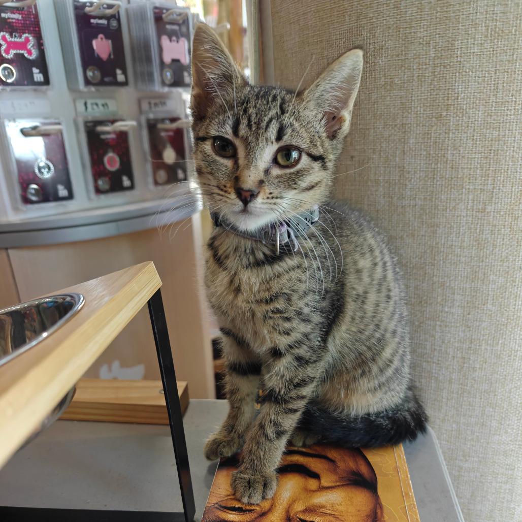 Ashley, a Adoptable Domestic Short Hair in New Orleans, LA image 6/6