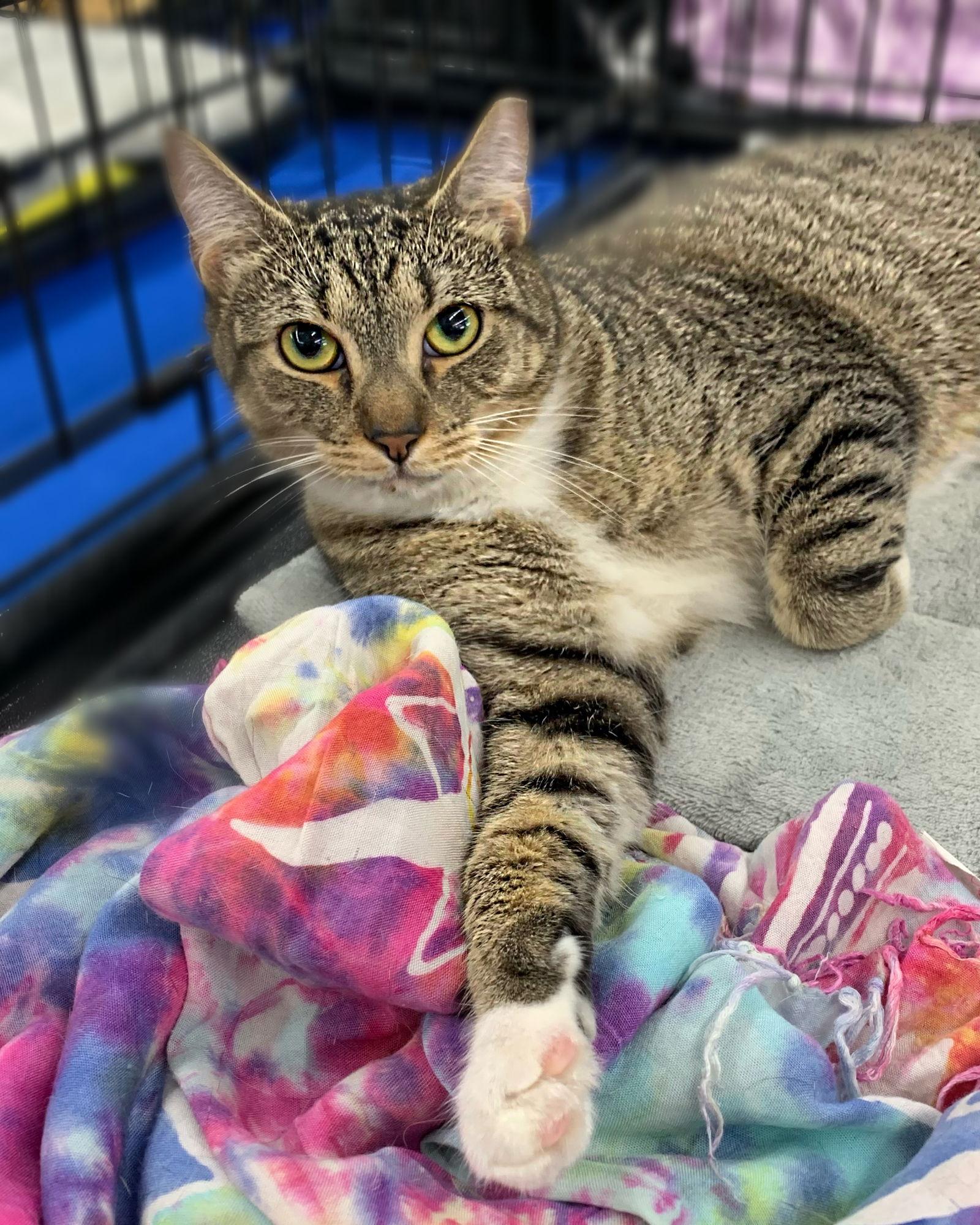Willie, Adoptable, Young Male Domestic Short Hair.