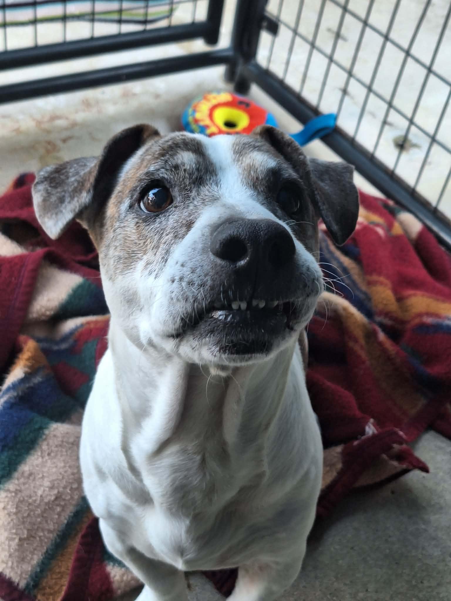 Otis — thumbnail 4