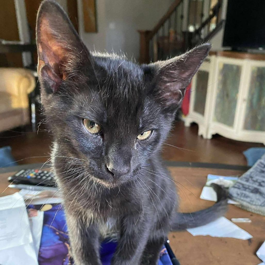 Papaya, Adoptable, Young Male Domestic Short Hair.