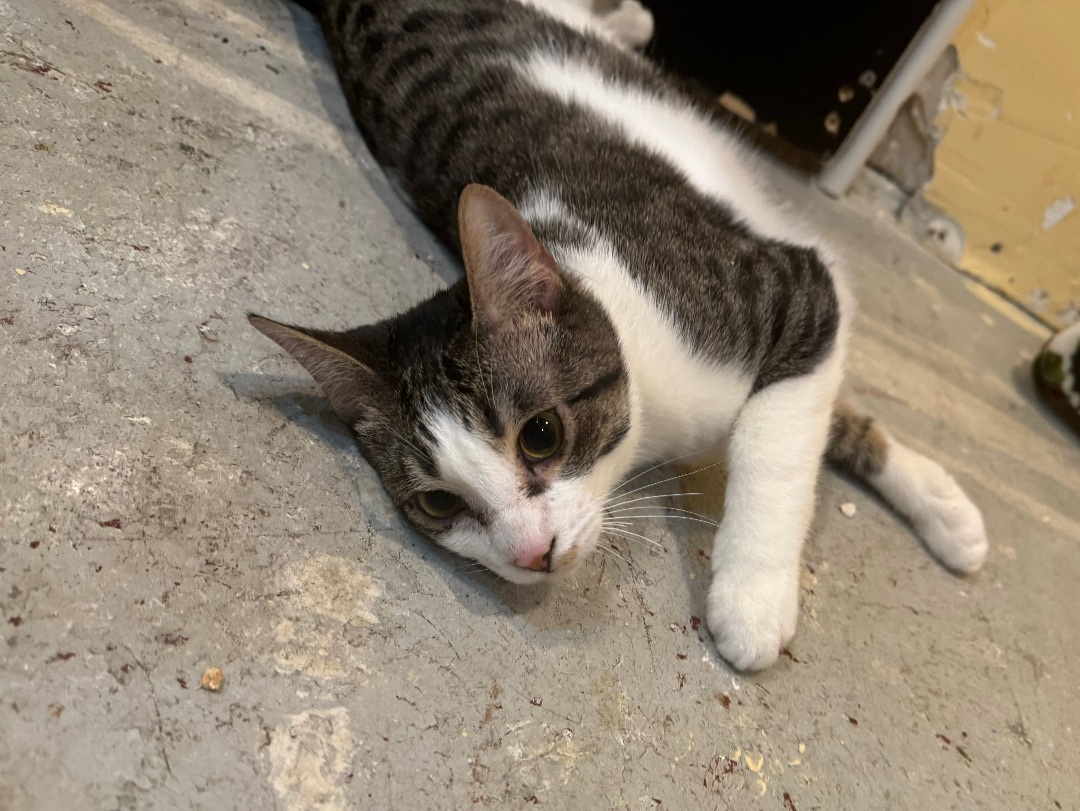 Enlarge Lyndsay, a Adoptable Domestic Short Hair in Crockett, CA image 1/2