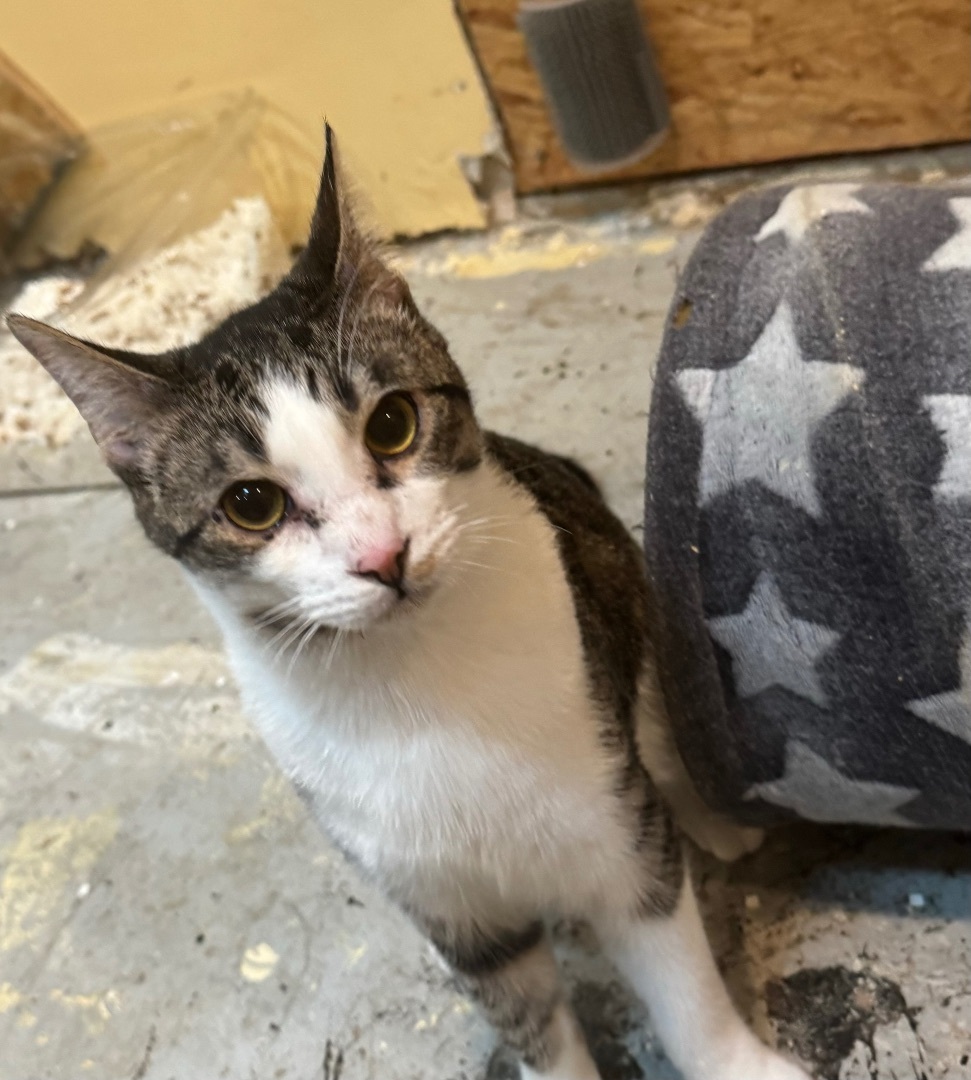 Enlarge Lyndsay, a Adoptable Domestic Short Hair in Crockett, CA image 2/2