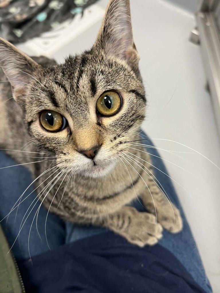 Velma, Adoptable, Young Female Domestic Short Hair.