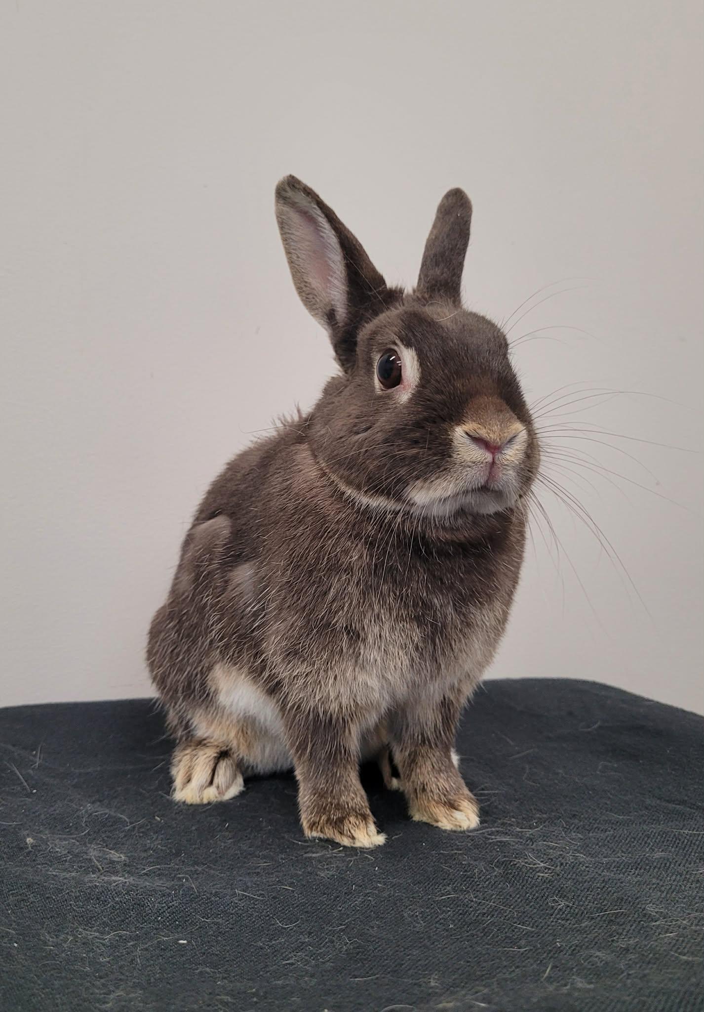 Lily, ADOPTABLE, Adult Female Bunny Rabbit.