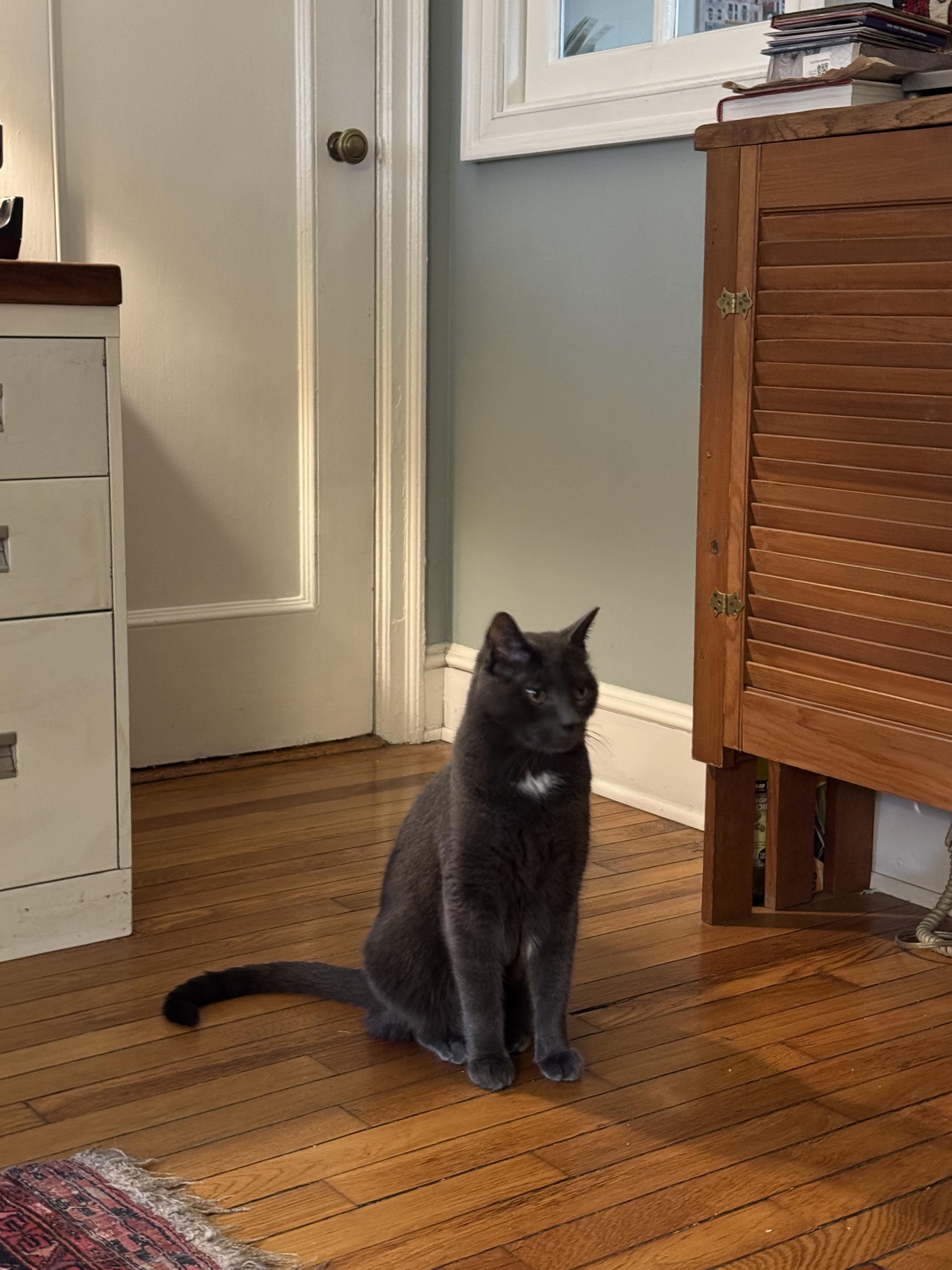 Enlarge Mickey, a Adoptable Russian Blue in Brooklyn, NY image 2/5