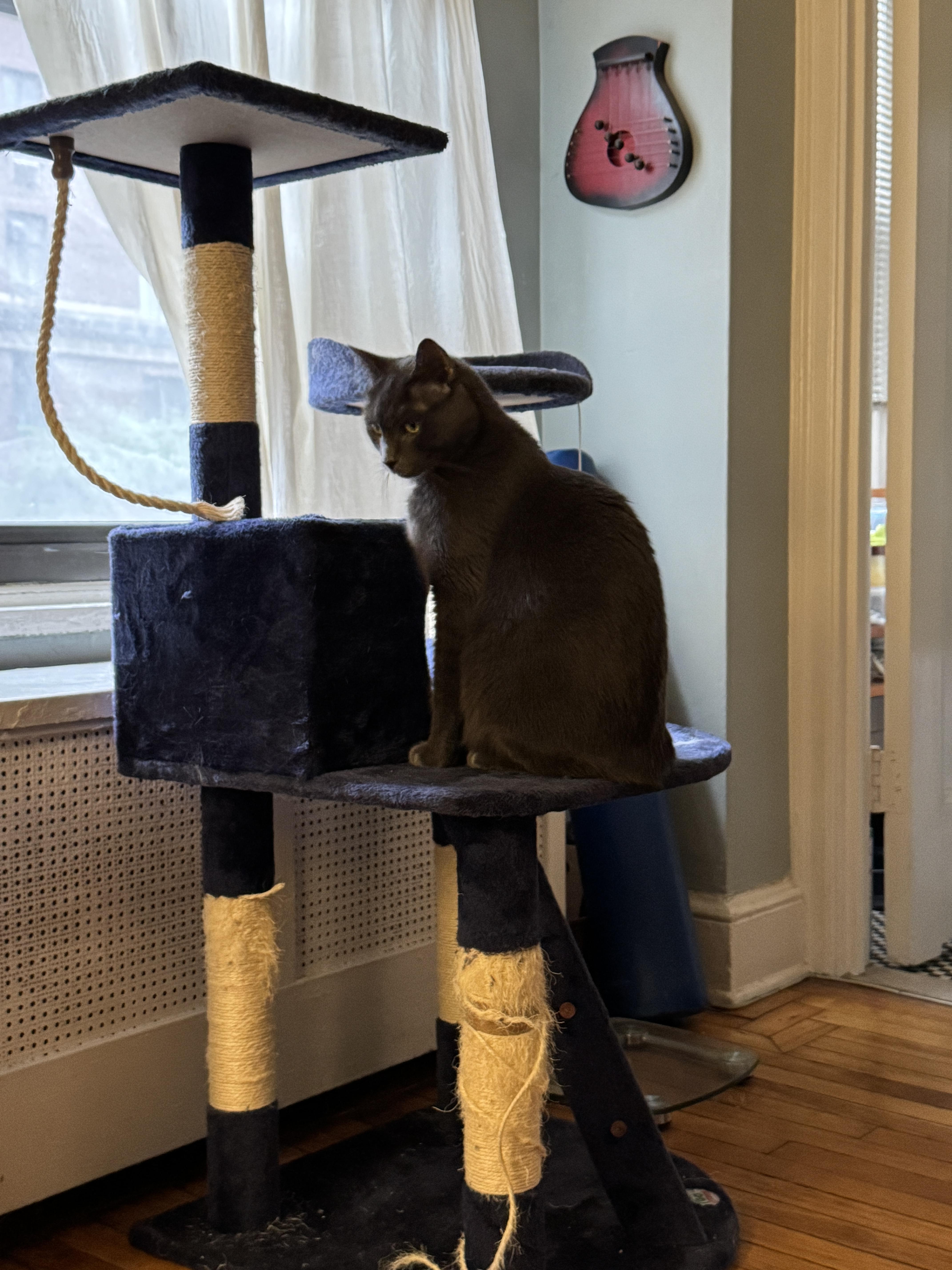 Enlarge Mickey, a Adoptable Russian Blue in Brooklyn, NY image 3/5