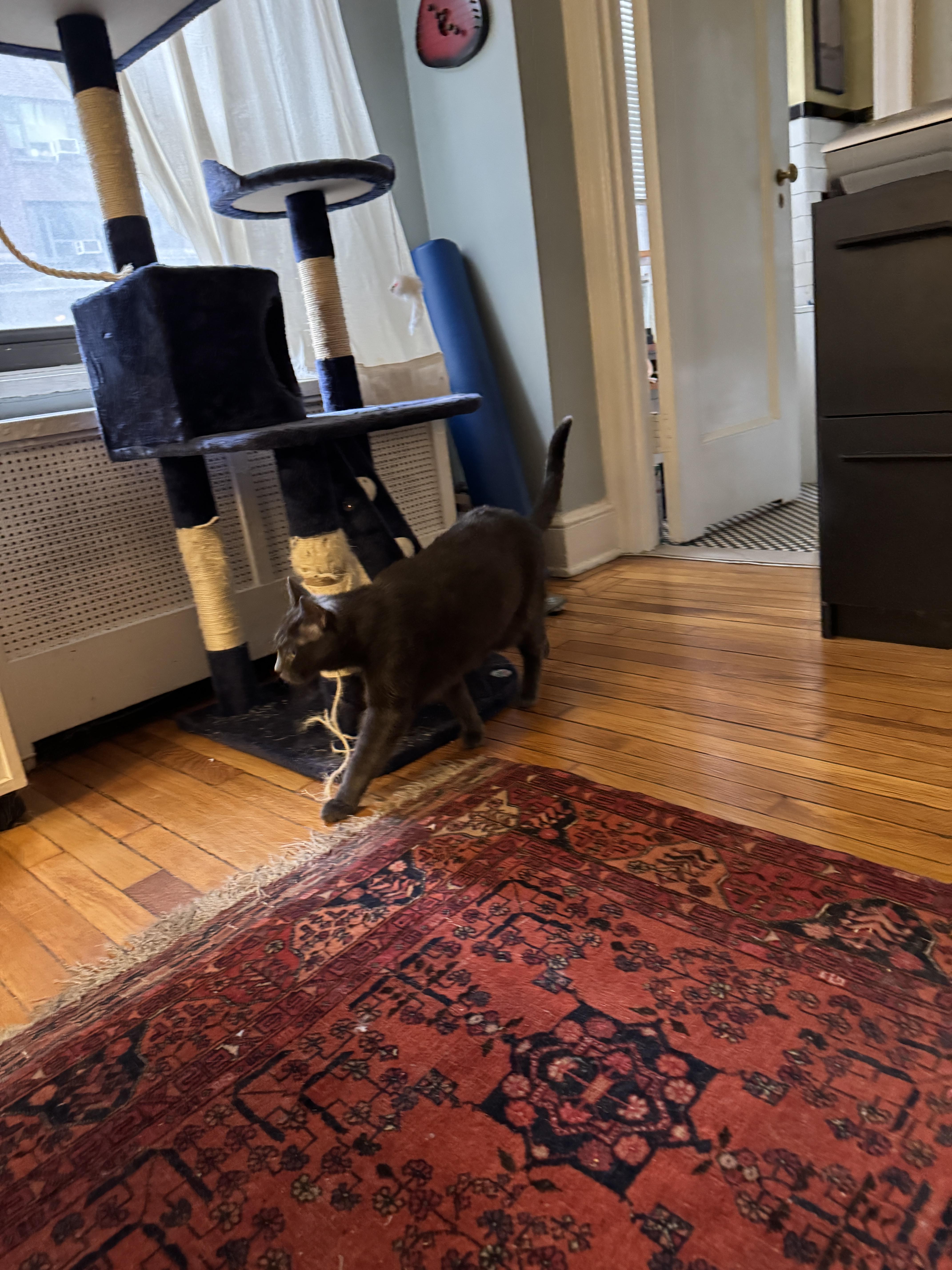 Enlarge Mickey, a Adoptable Russian Blue in Brooklyn, NY image 4/5