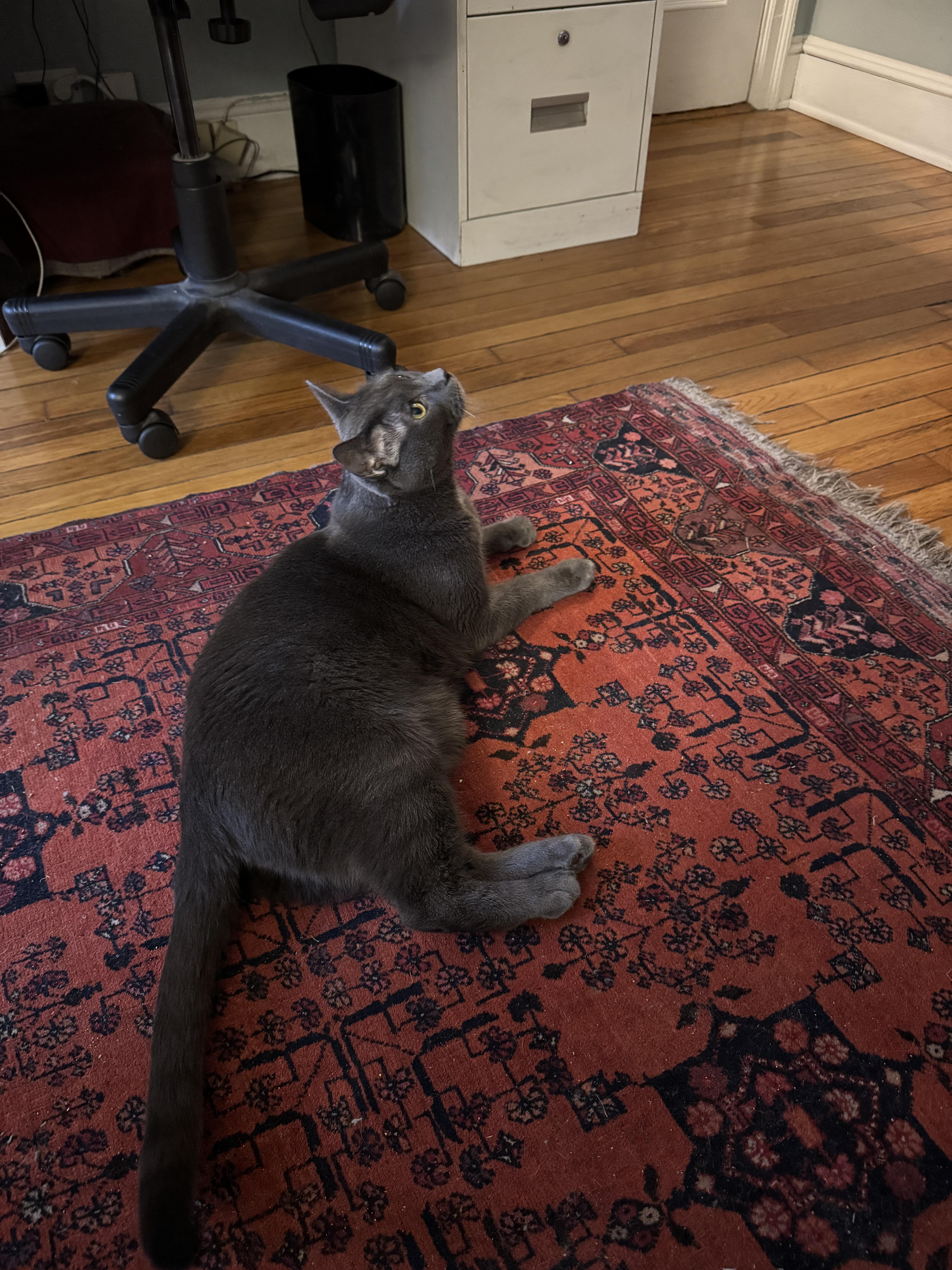 Enlarge Mickey, a Adoptable Russian Blue in Brooklyn, NY image 5/5