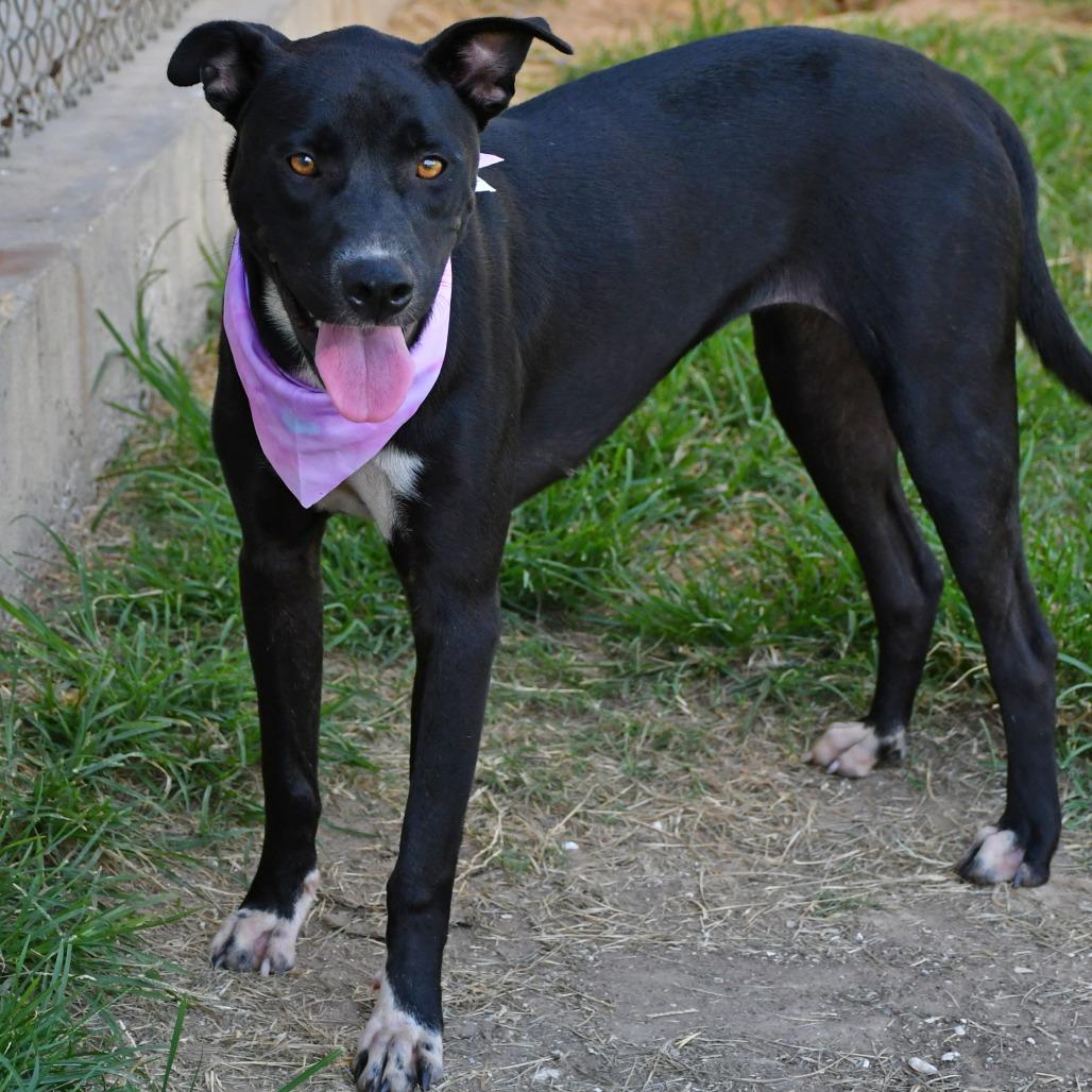 Enlarge Junie B, a Adoptable mixed breed in Beaumont, TX image 1/6