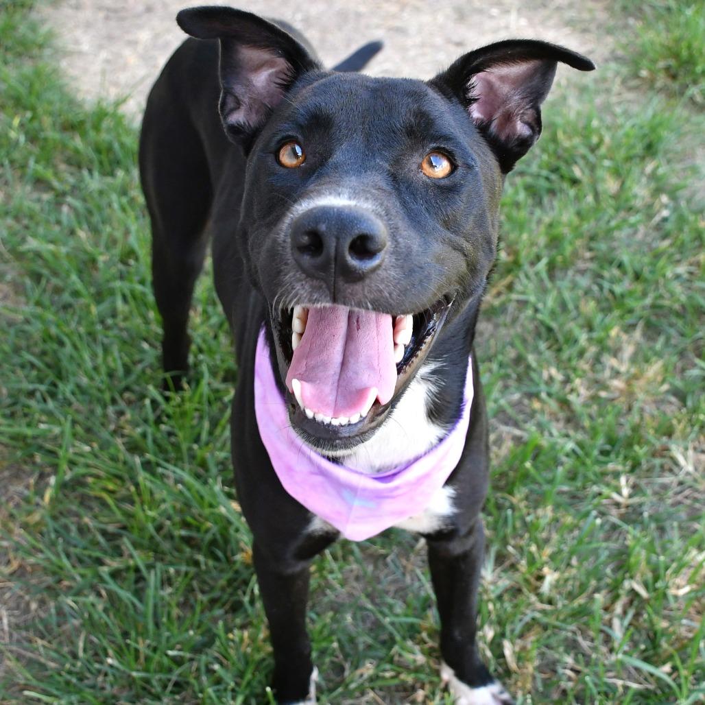 Enlarge Junie B, a Adoptable mixed breed in Beaumont, TX image 2/6