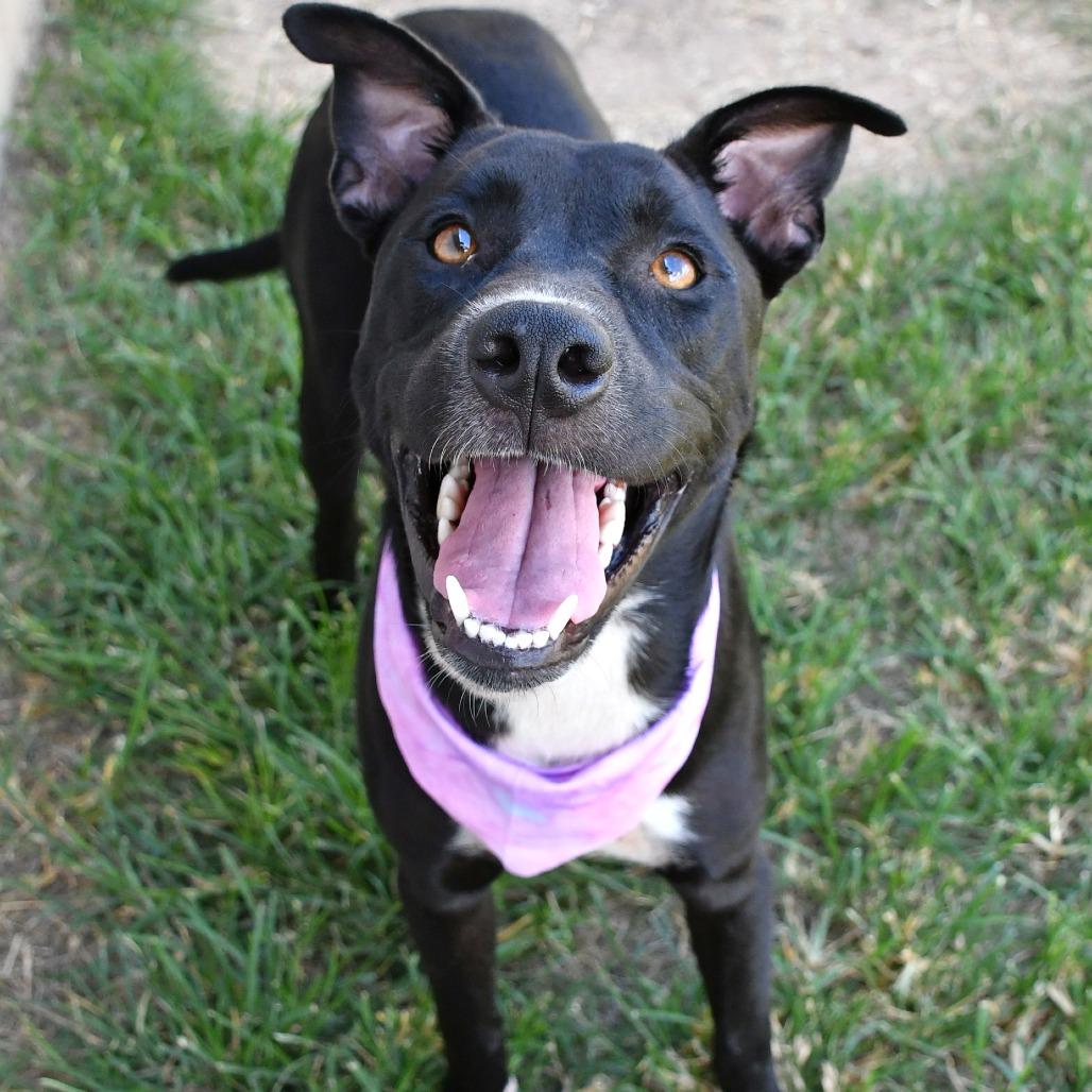 Enlarge Junie B, a Adoptable mixed breed in Beaumont, TX image 3/6