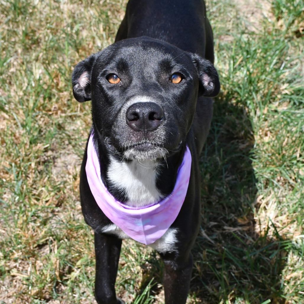 Enlarge Junie B, a Adoptable mixed breed in Beaumont, TX image 4/6