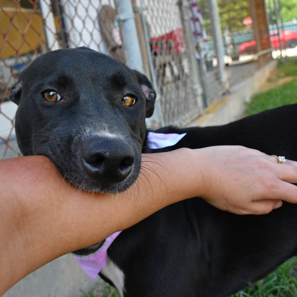 Enlarge Junie B, a Adoptable mixed breed in Beaumont, TX image 5/6